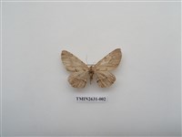 藏品(尺蛾153)的圖片